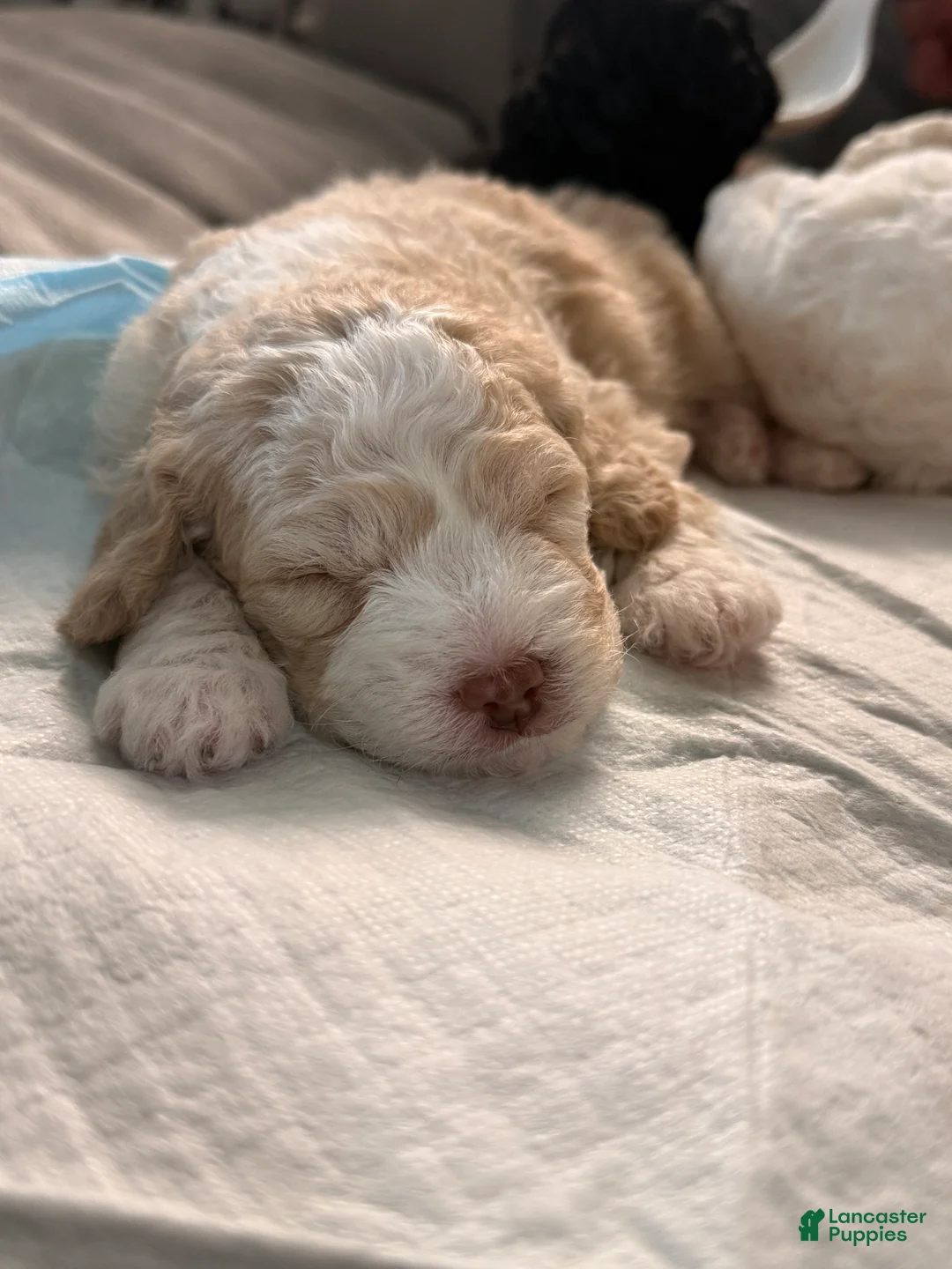 Miniature Poodle dogs for sale: Min-gyu /민규 - Ad 2