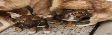 Dubai male(Sold) 2 female puppies(Iris&Tip)still available 