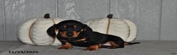 Miniature Dachshund dogs for sale: Finn - Ad 2