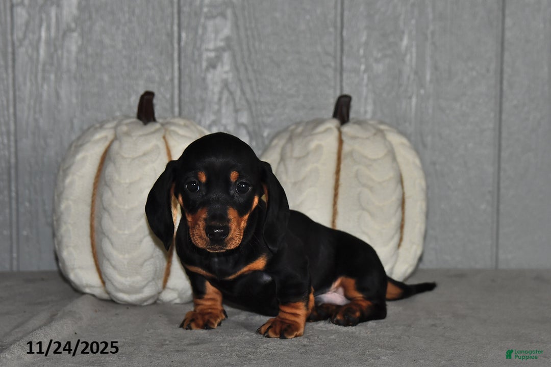 Miniature Dachshund dogs for sale: Finn - Ad 2
