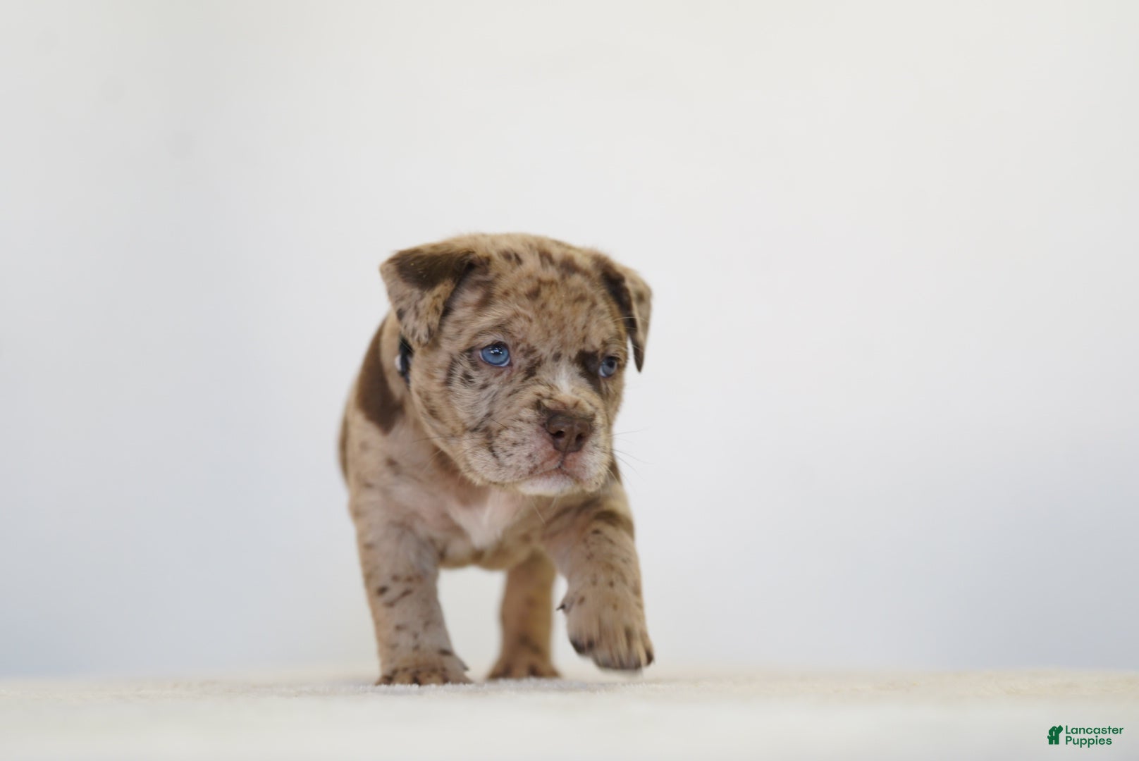 American Bully dogs American Bully 7 - Ad 2