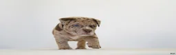 American Bully dogs for sale: American Bully 7 - Ad 2