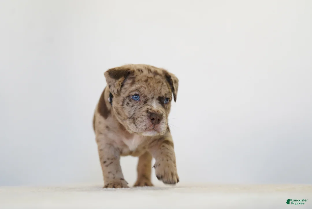 American Bully dogs for sale: American Bully 7 - Ad 2