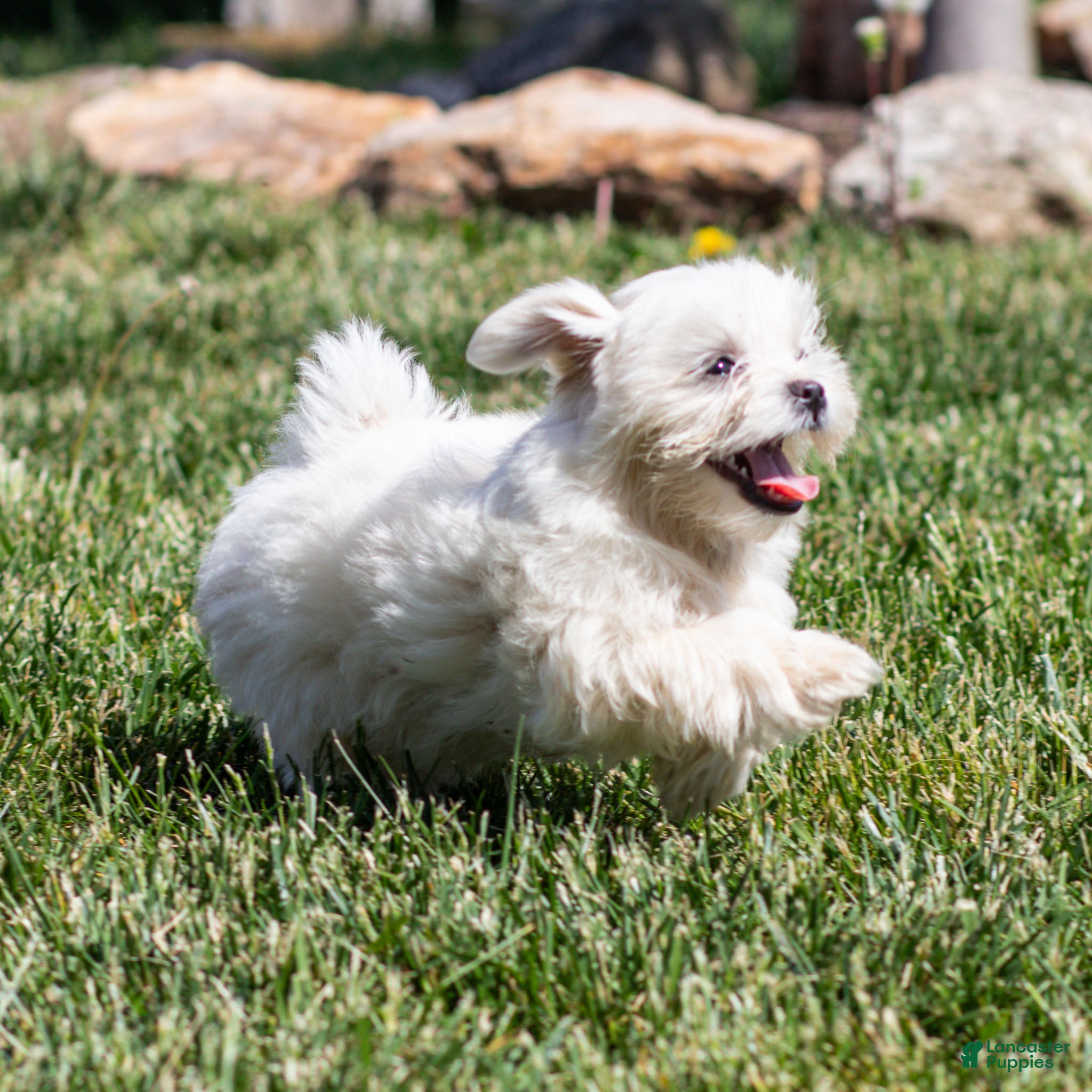 Maltese dogs Millie Maltese Puppy  - Ad 1