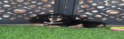 Miniature Dachshund dogs for sale: Molly Beautiful Blk/tan Mini LH Dachshund - Ad 4
