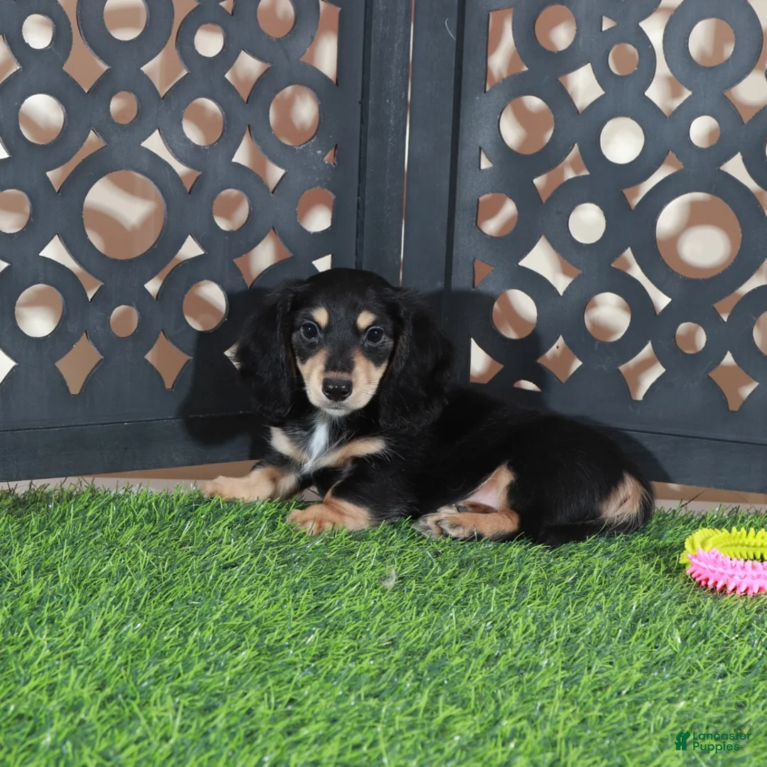Miniature Dachshund dogs for sale: Molly Beautiful Blk/tan Mini LH Dachshund - Ad 4