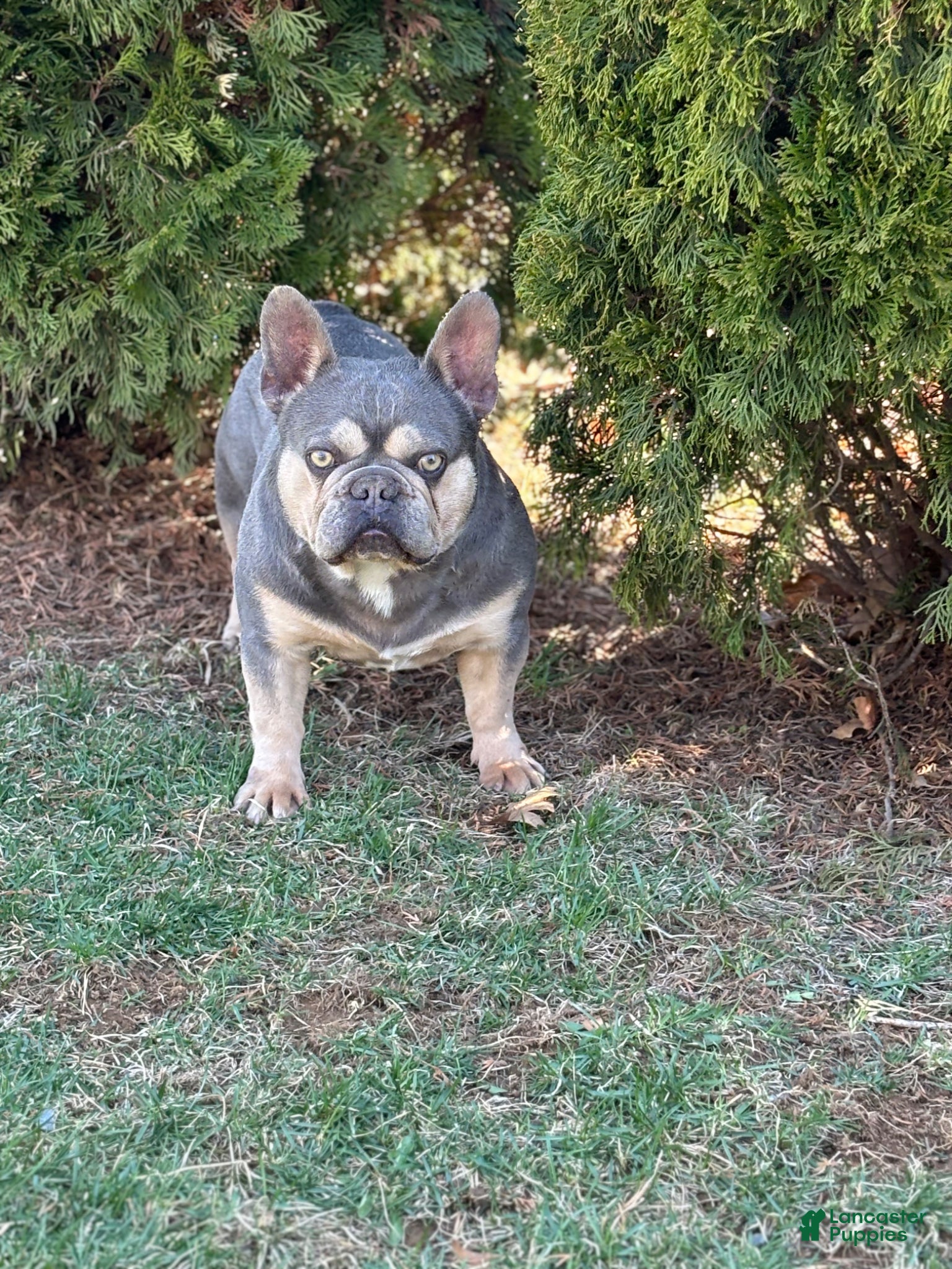 French Bulldog dogs French Bulldog Puppy 1 - Ad 2