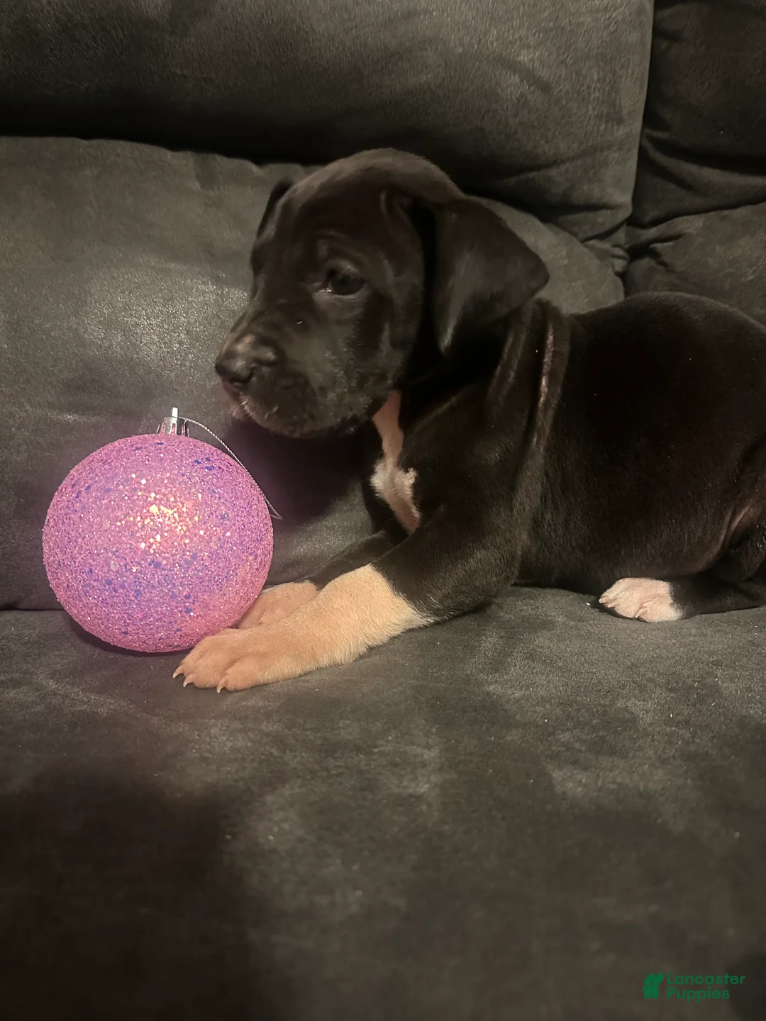 Great Dane dogs for sale: Great Dane Puppy 6 - Ad 1