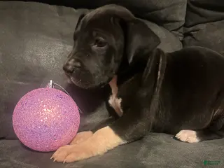 Great Dane dogs Great Dane Puppy 6 - Ad 7