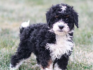 Mini Bernedoodle dogs Hailey - Ad 10