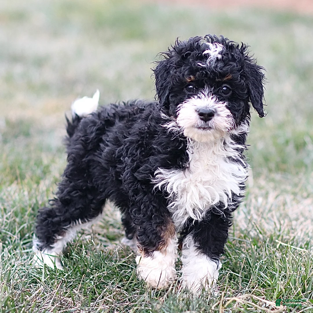 Mini Bernedoodle dogs for sale: Hailey - Ad 1