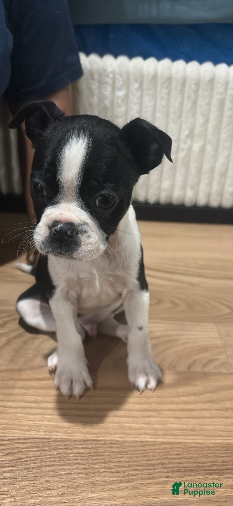 Mixed Breed dogs Mixed Breed Puppy 4 - Ad 7