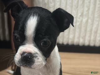 Mixed Breed dogs Mixed Breed Puppy 4 - Ad 12