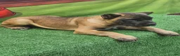Cane Corso dogs for sale: KING - Ad 17