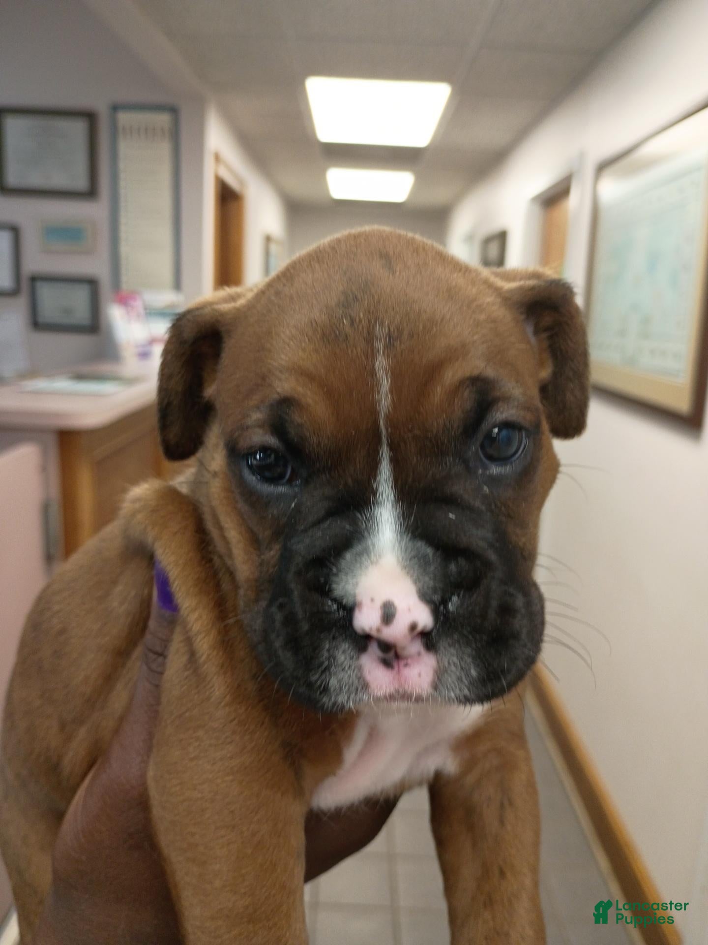 Boxer dogs Boxer 6 - Ad 10