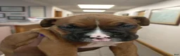 Boxer dogs for sale: Boxer 6 - Ad 1