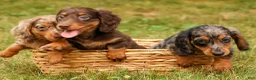 Miniature Dachshund dogs for sale: BAILEY - Ad 17