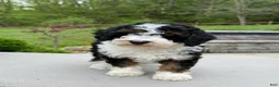 Miniature Poodle dogs for sale: Lihah - Ad 9