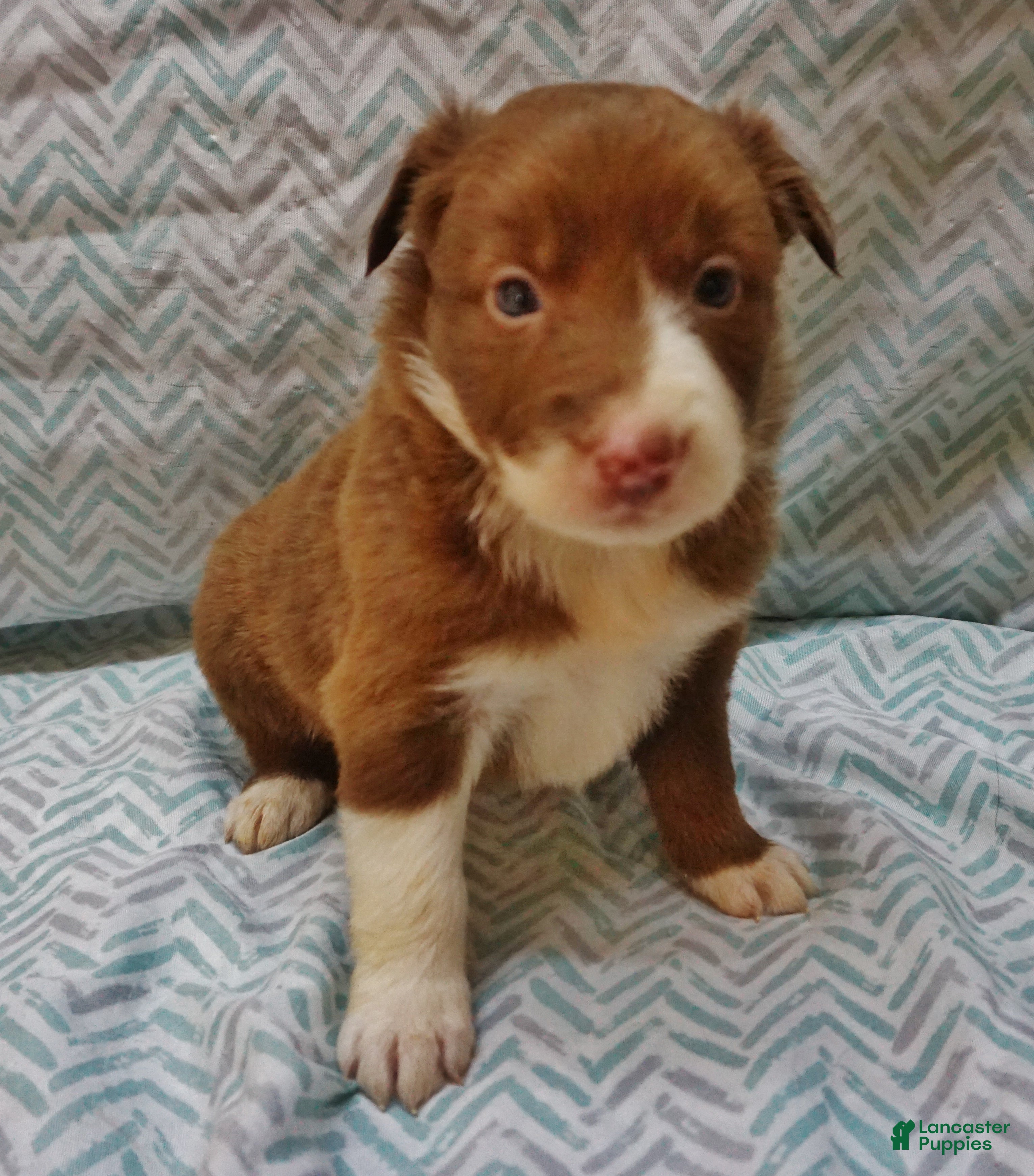 Border Collie dogs Missy - Ad 10