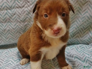 Border Collie dogs Missy - Ad 3