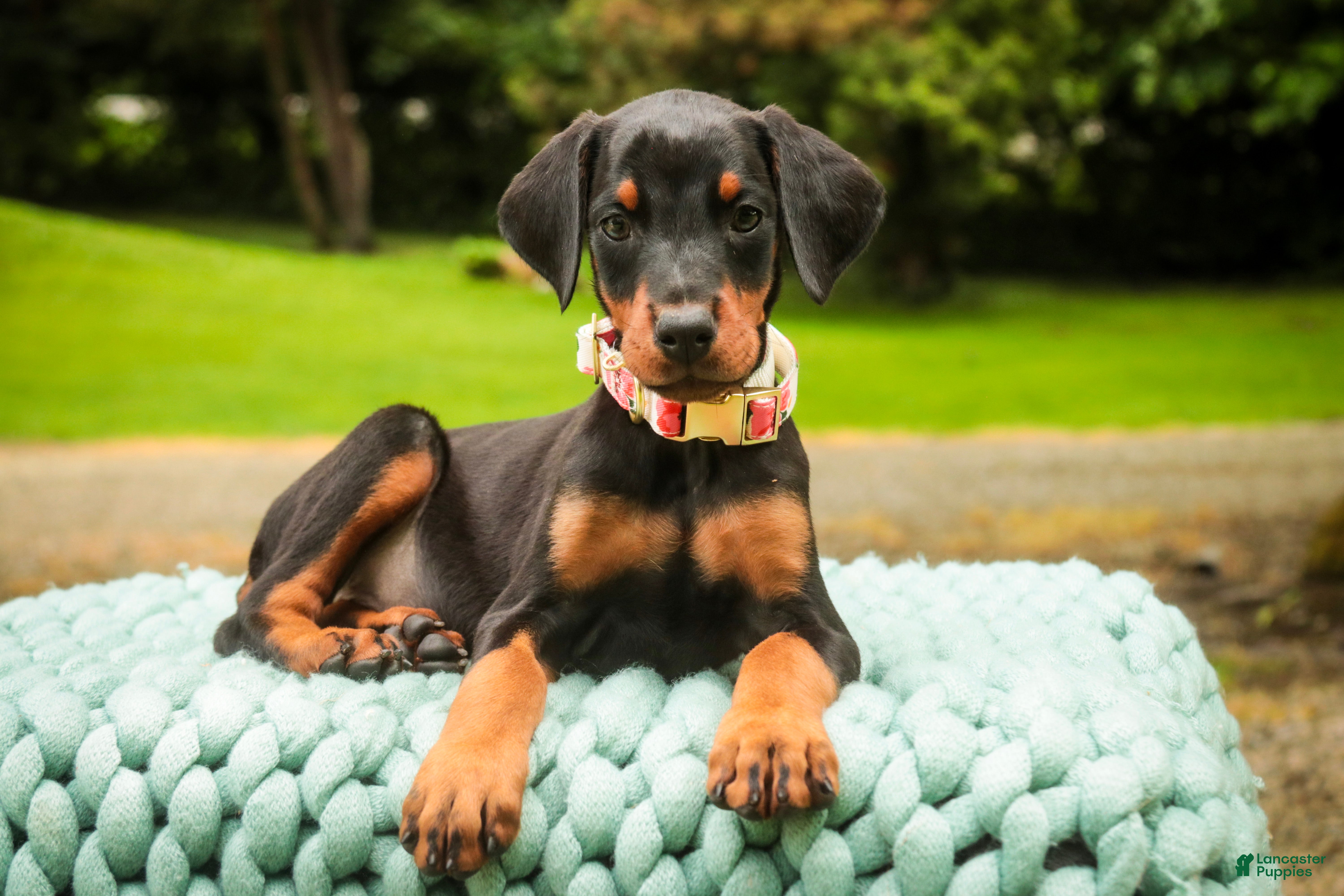 Doberman Pinscher dogs Elowen - Ad 1