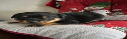 Rottweiler dogs for sale: Dolly - Ad 1