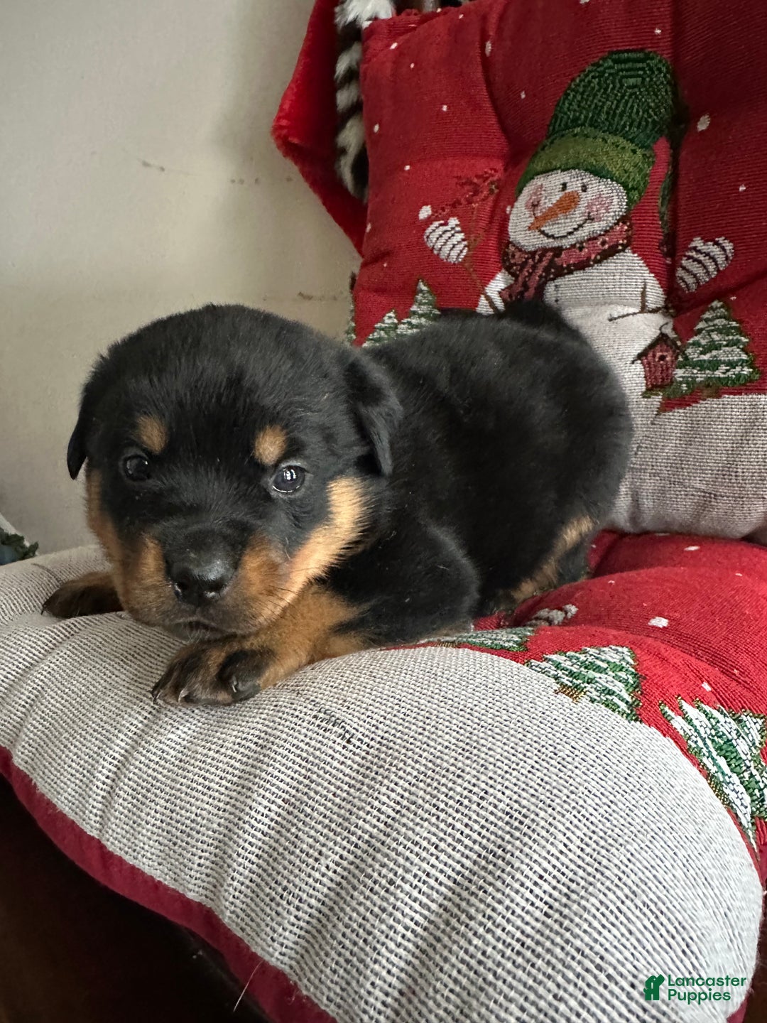 Rottweiler dogs for sale: Dolly - Ad 1