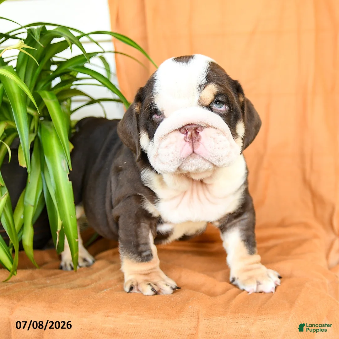 English Bulldog dogs for sale: Ryan - Ad 5