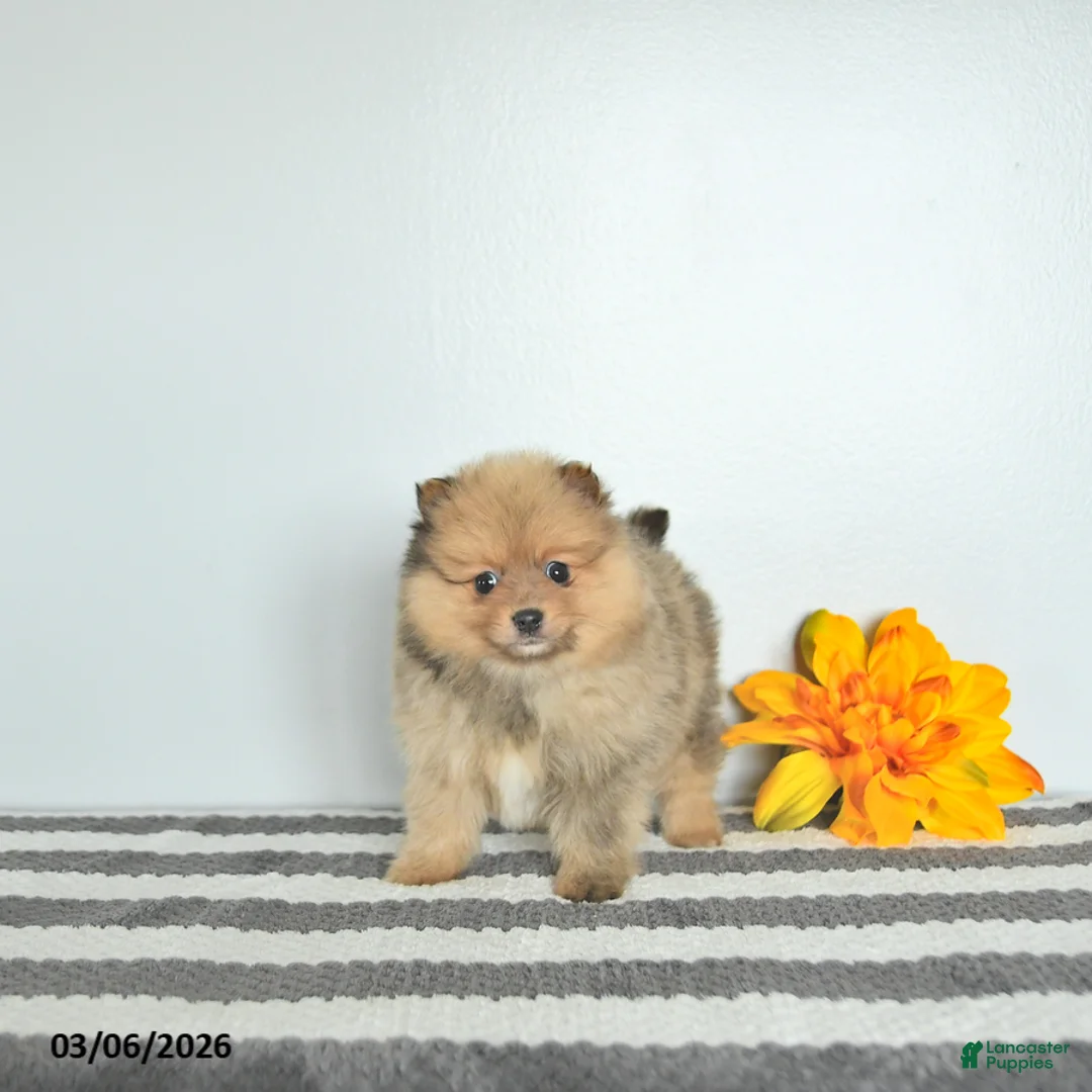 Pomeranian dogs for sale: Bentley EXTRA SMALL - Ad 3