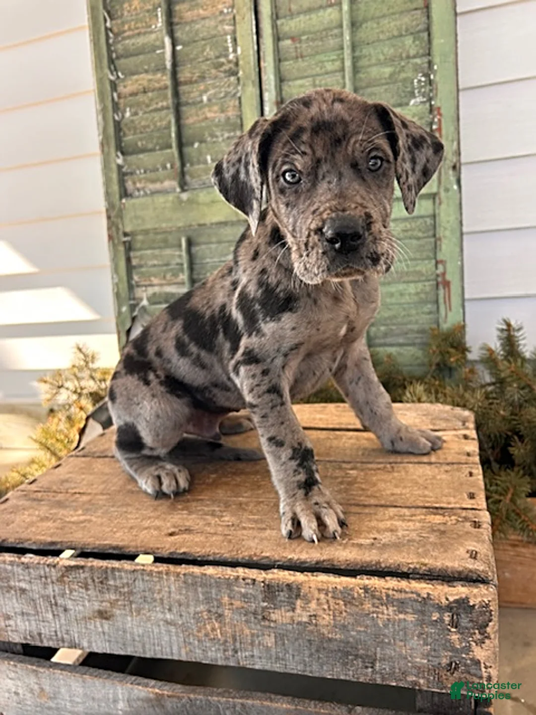 Great Dane dogs for sale: Rocco - Ad 3