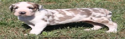 Great Dane dogs for sale: Great Dane 3 - Ad 15