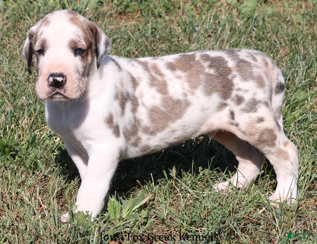 Great Dane dogs for sale: Great Dane 3 - Ad 15