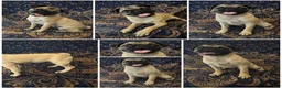 Mixed Breed dogs for sale: Mixed Breed 1 - Ad 1