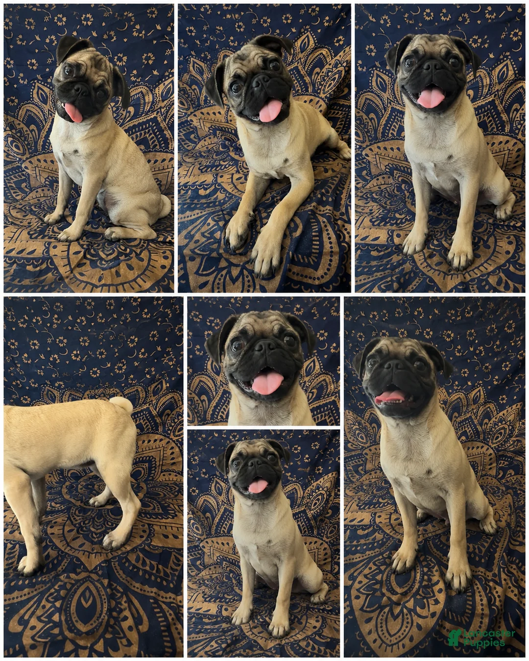 Mixed Breed dogs for sale: Mixed Breed 1 - Ad 1