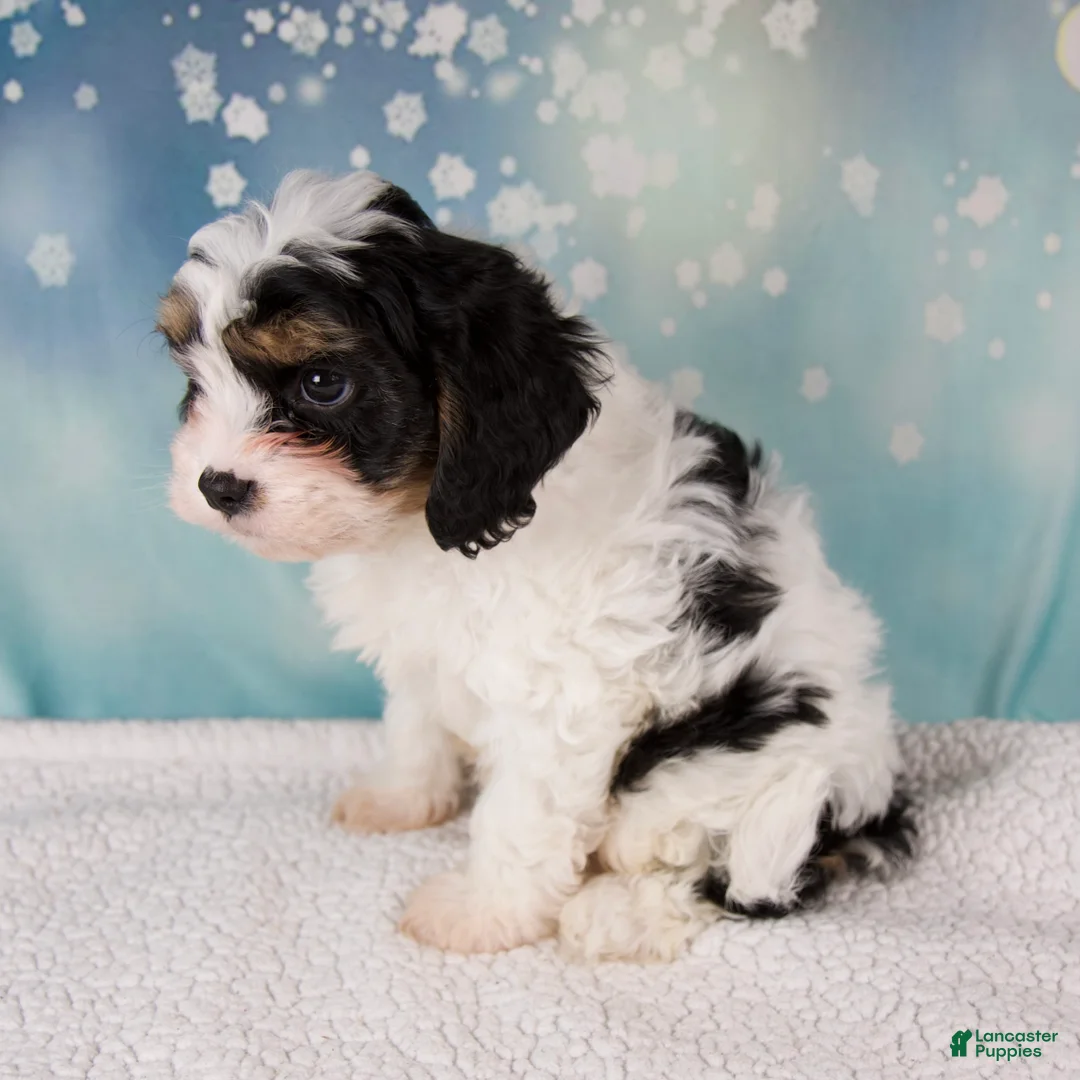 Cavapoo dogs for sale: Moose - Ad 2