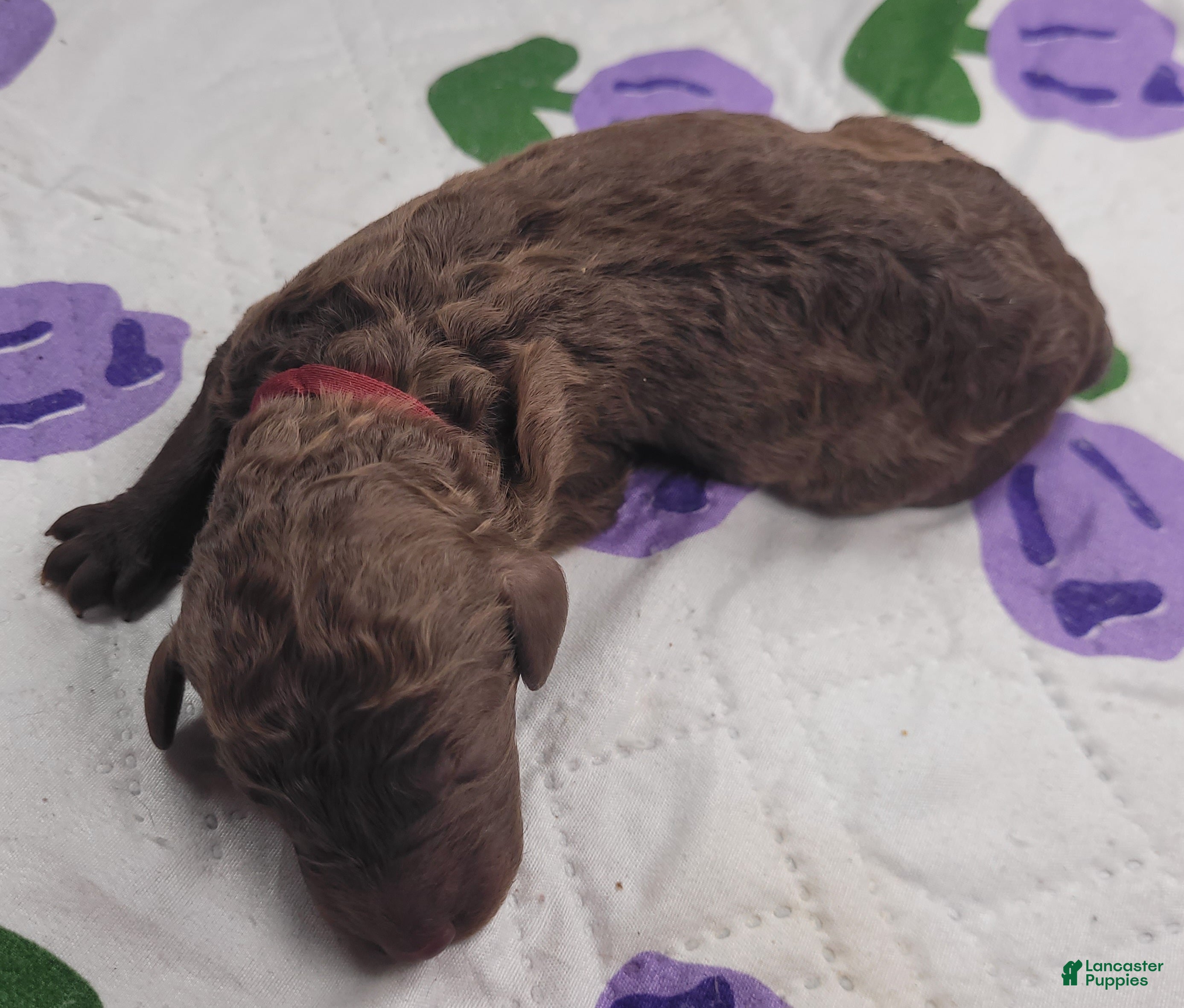 Labradoodle dogs Guava - Ad 10