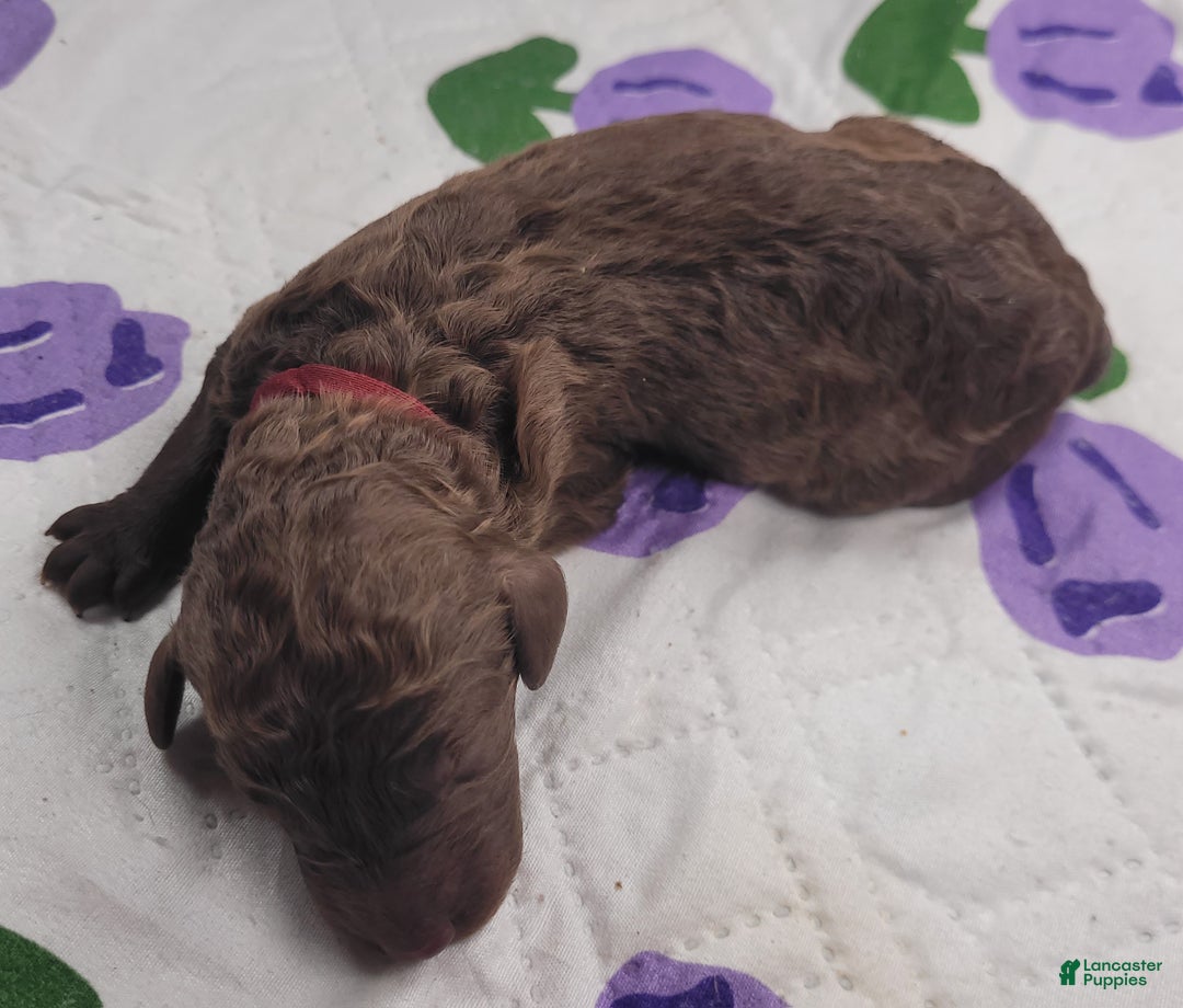 Labradoodle dogs for sale: Guava - Ad 1