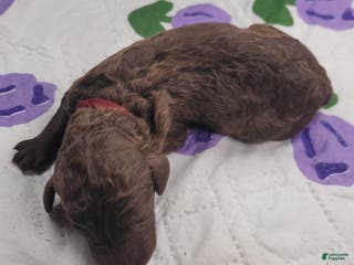 Labradoodle dogs Guava - Ad 9