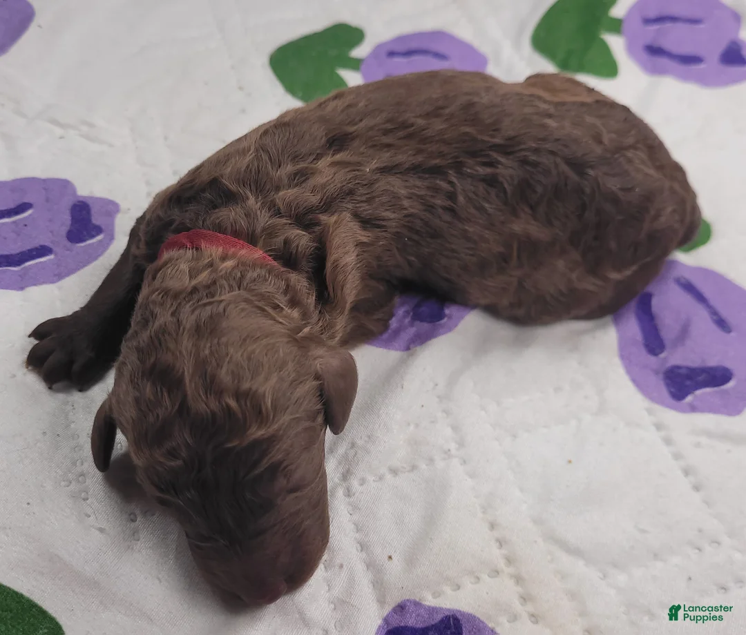 Labradoodle dogs for sale: Guava - Ad 3