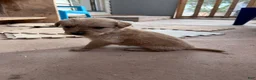 Golden Retriever dogs for sale: Roxie (pink) - Ad 3