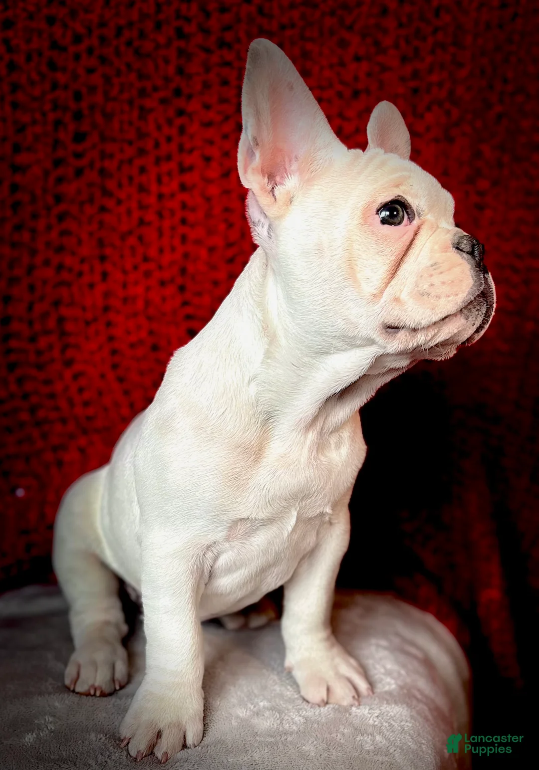 French Bulldog dogs for sale: Maislee - Ad 9