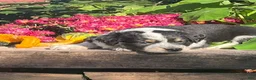 Mixed Breed dogs for sale: Ricky - Ad 3