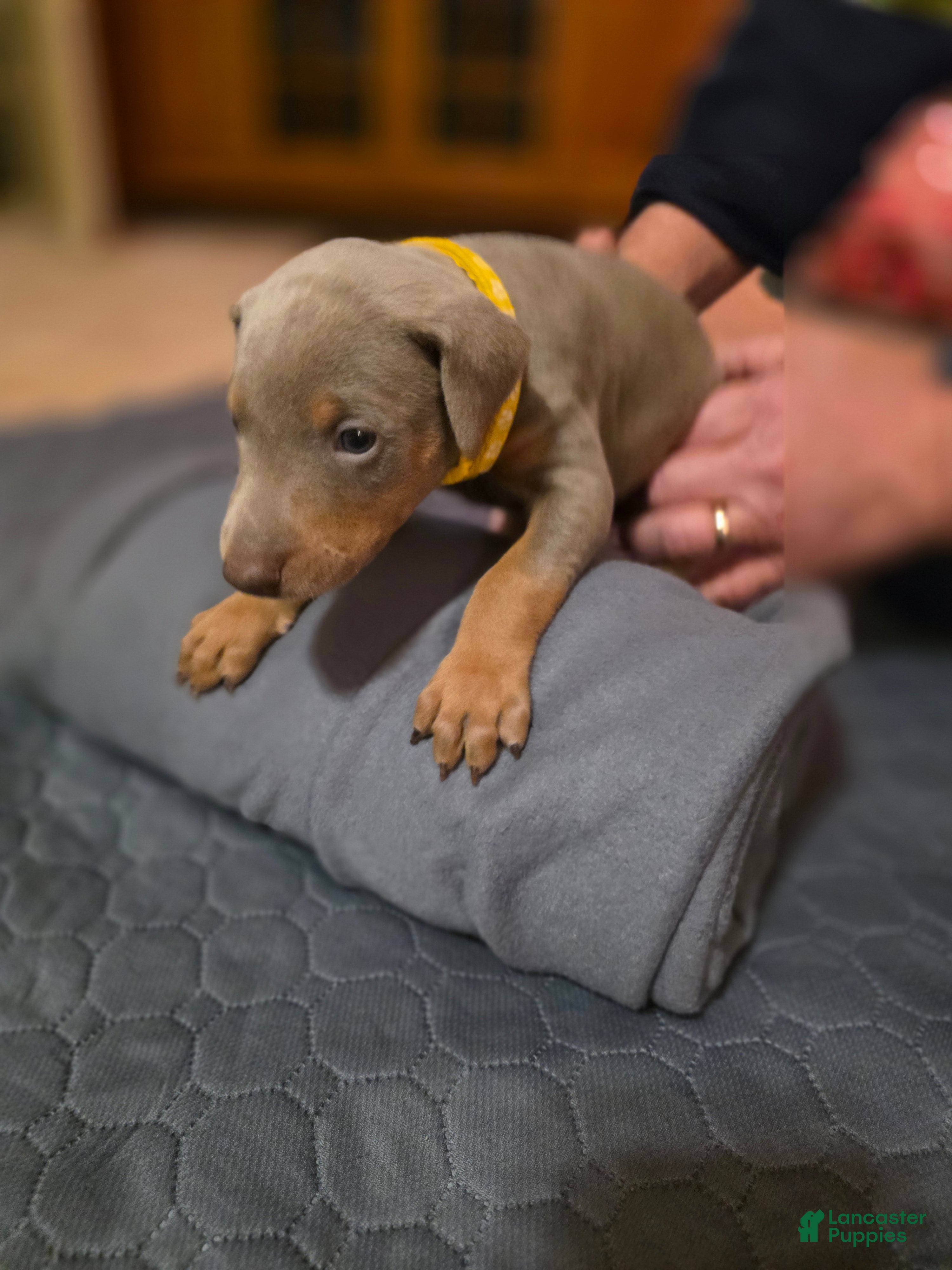 Doberman Pinscher dogs Doberman Pinscher Puppy 5 - Ad 20