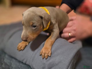 Doberman Pinscher dogs Doberman Pinscher Puppy 5 - Ad 20