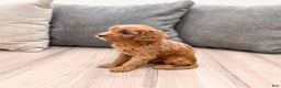 Cavapoo dogs for sale: Jaq - Ad 3