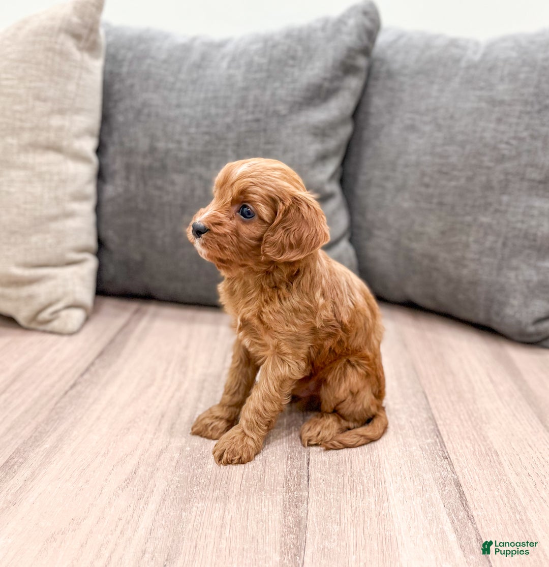 Cavapoo dogs for sale: Jaq - Ad 3