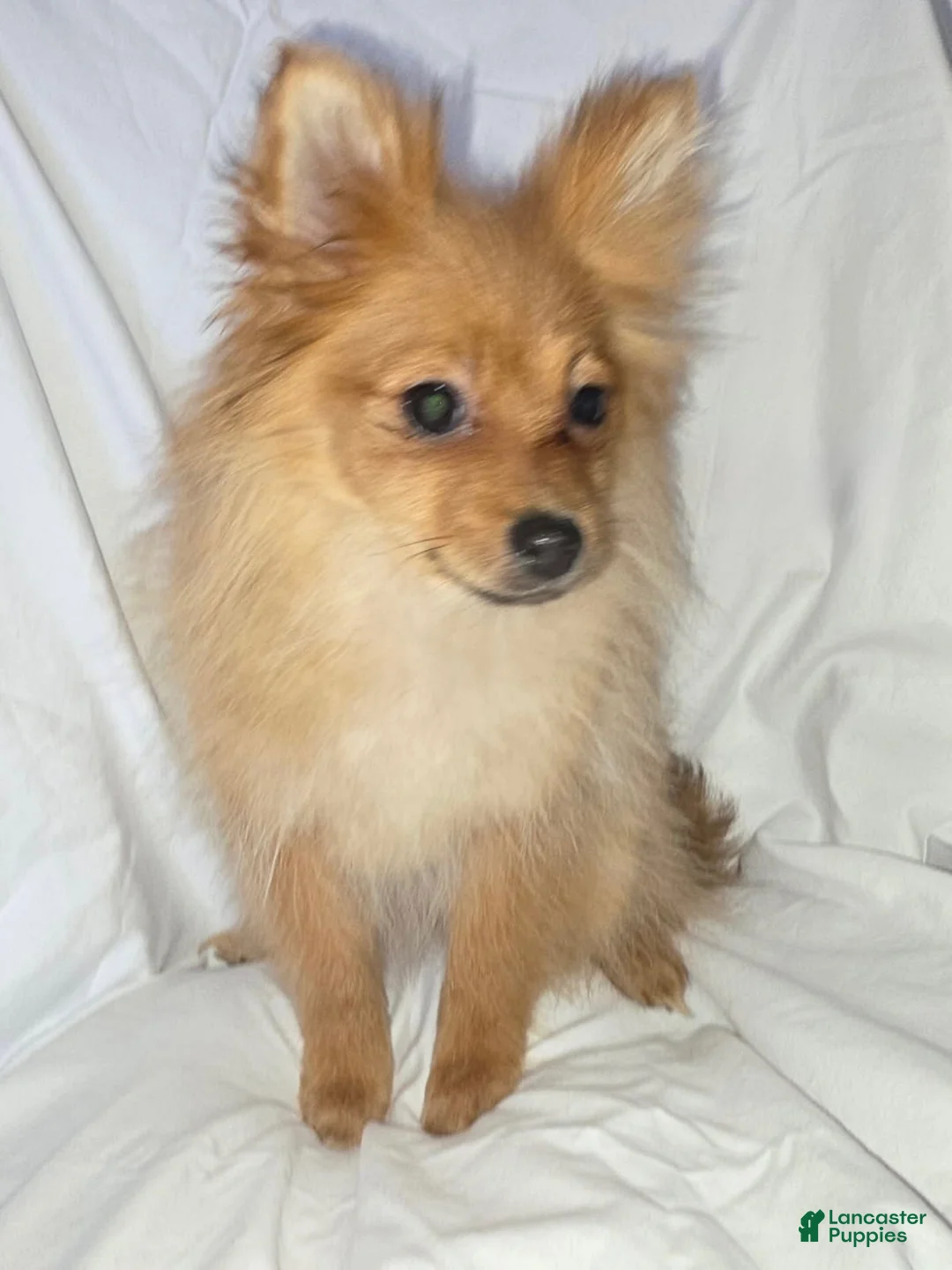 Pomeranian dogs for sale: Pomeranian Puppy 1 - Ad 2
