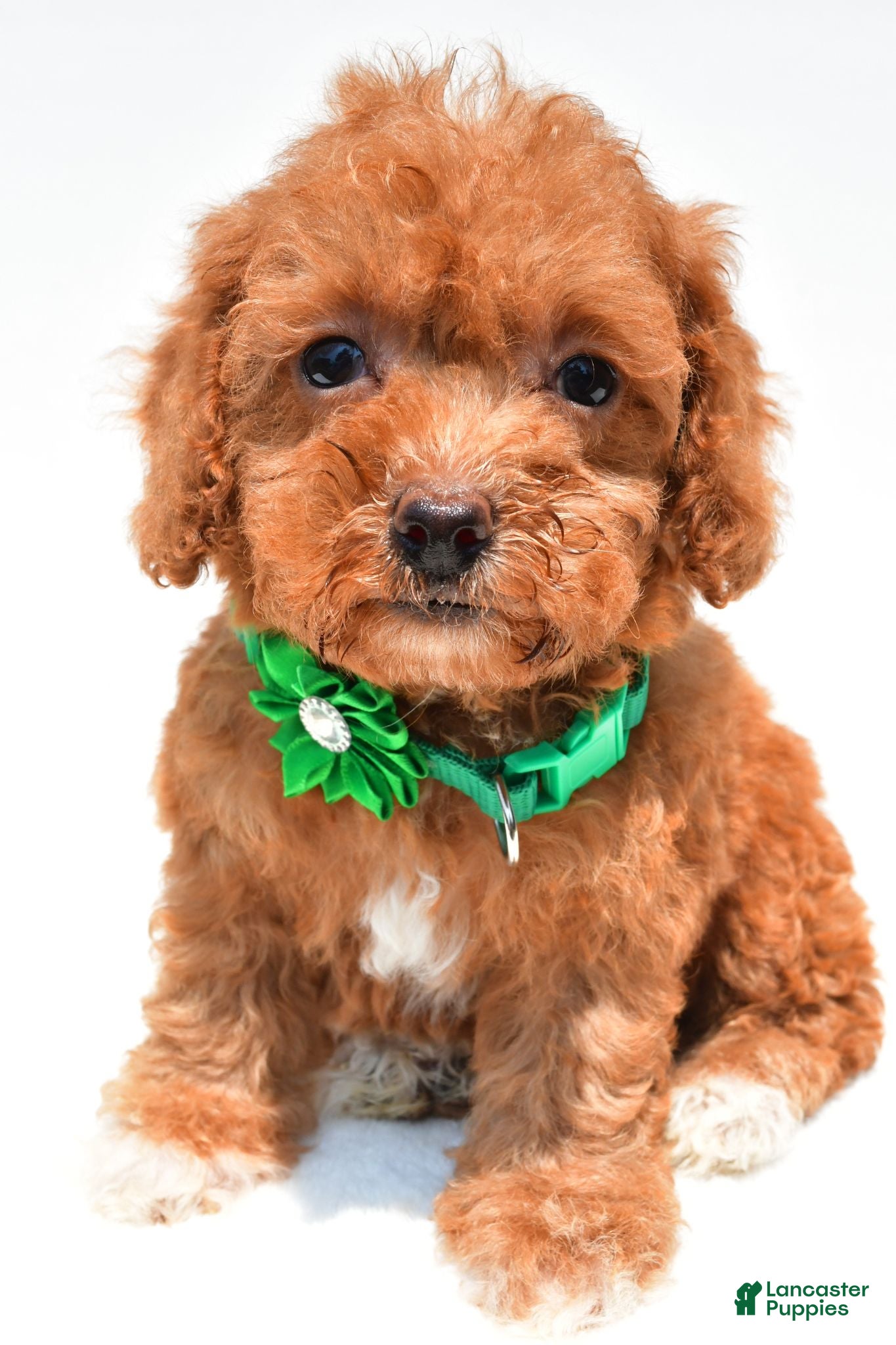 Miniature Poodle dogs Lila - Ad 1