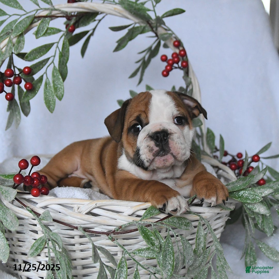 English Bulldog dogs for sale: Jade - Ad 4
