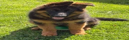 German Shepherd dogs for sale: Simba - Ad 5